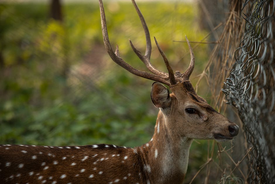 Detailed close-up of a spotted deer with antlers in natural habitat.